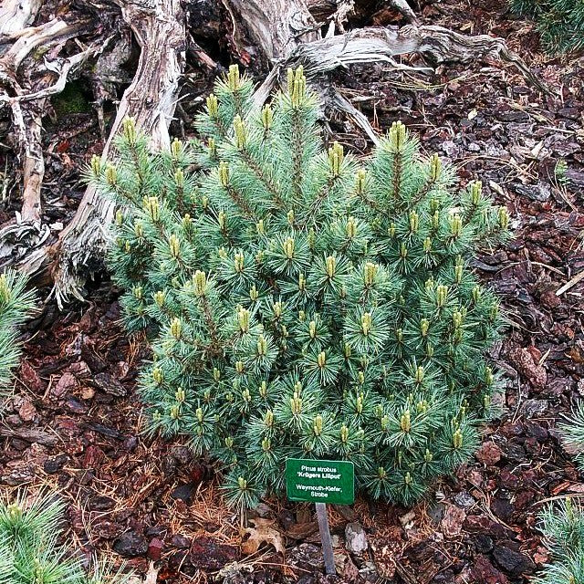 Zwerg-Seiden-Kiefer 'Krüger's Lilliput' (Pinus strobus)