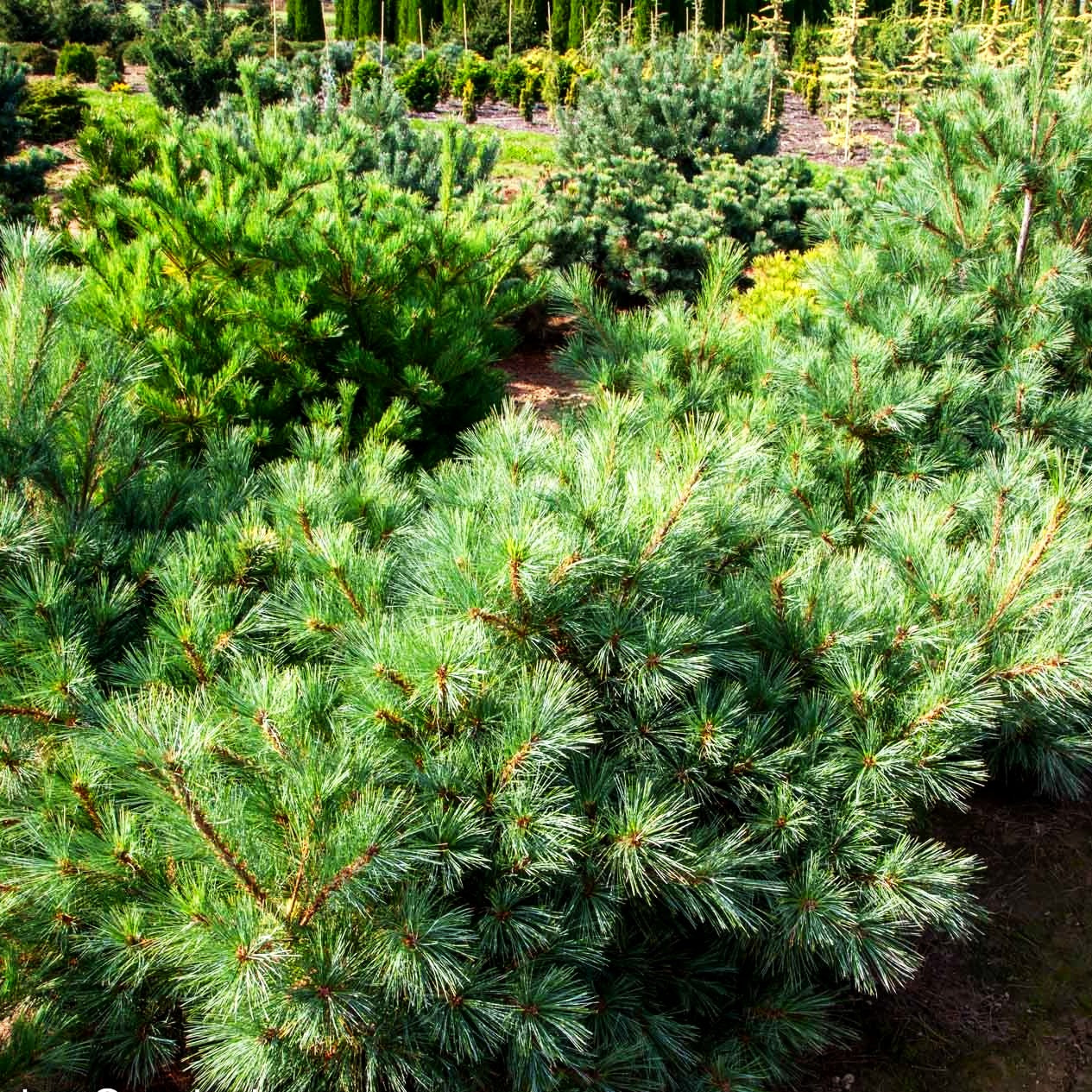 Zwerg-Seiden-Kiefer 'Macopin' (Pinus strobus)