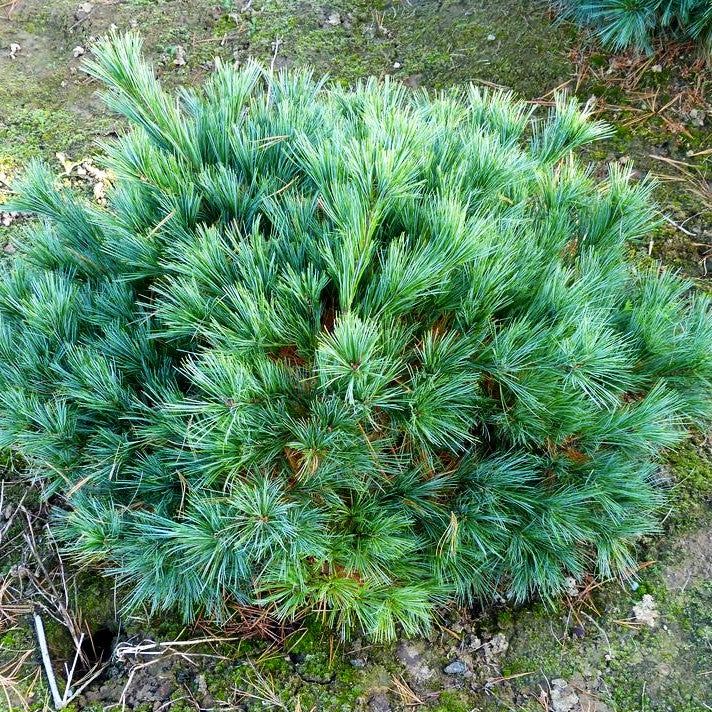 Zwerg-Seiden-Kiefer 'Macopin' (Pinus strobus)