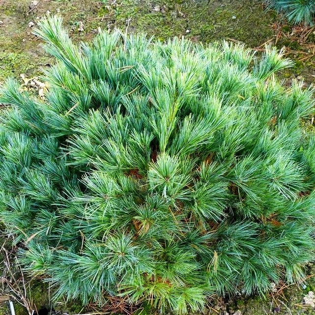Zwerg-Seiden-Kiefer 'Macopin' (Pinus strobus)