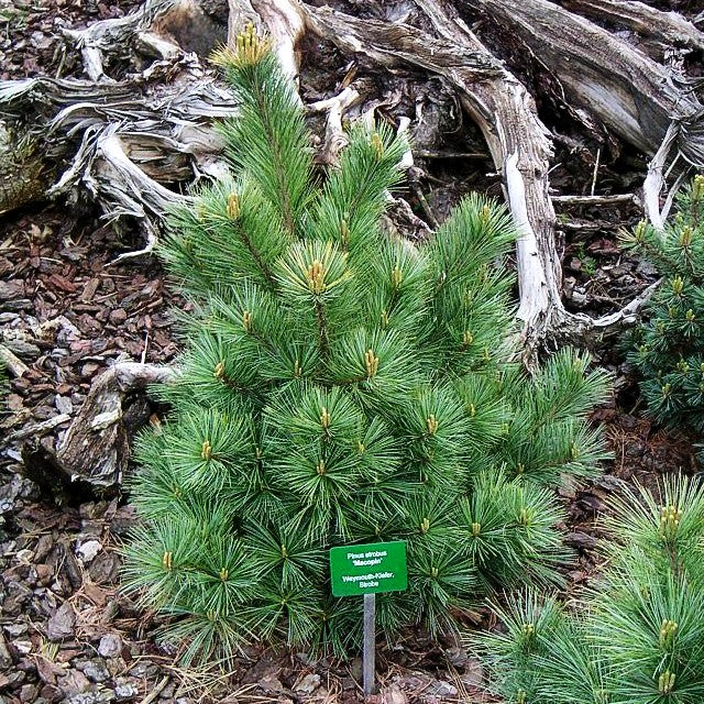 Zwerg-Seiden-Kiefer 'Macopin' (Pinus strobus)