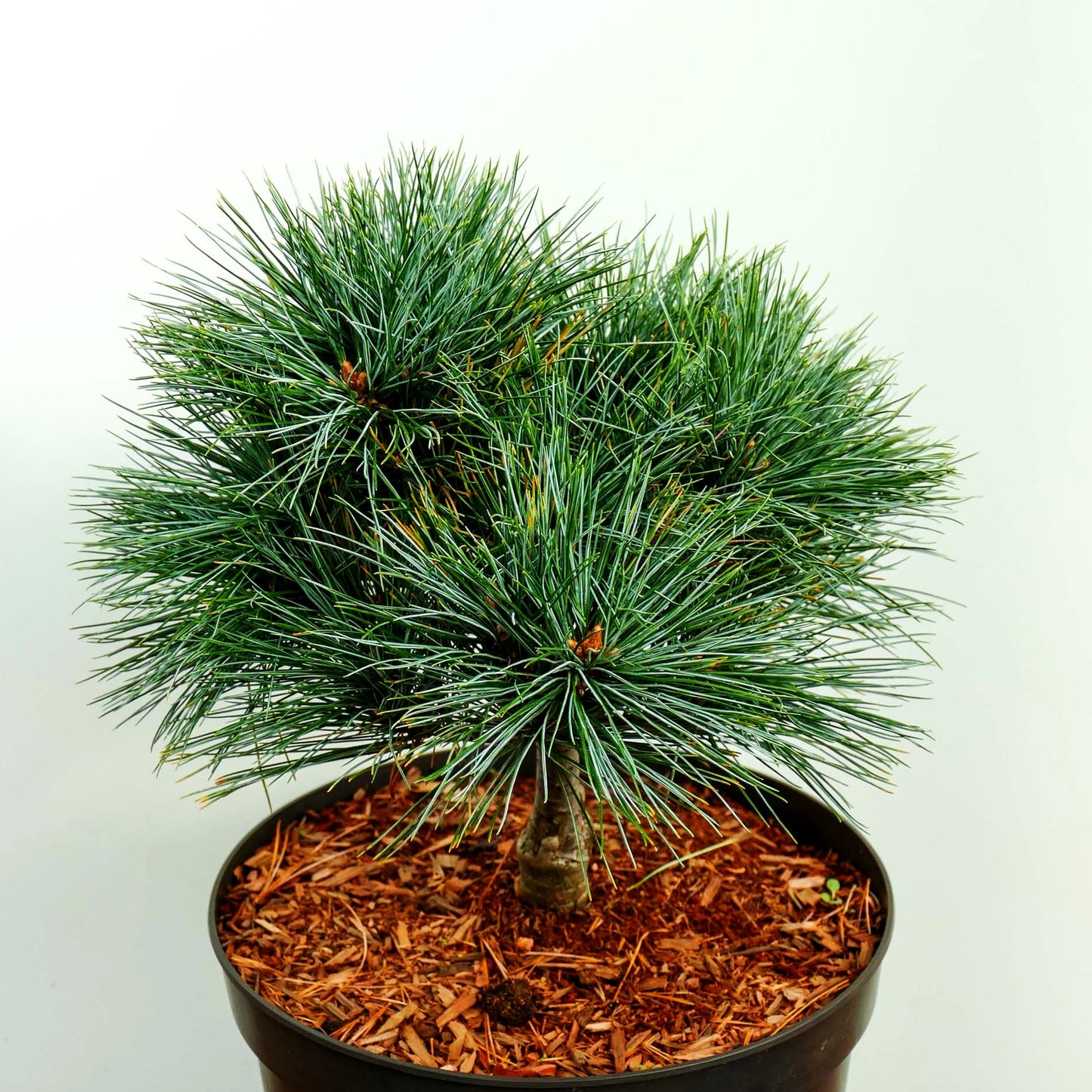 Zwerg-Seiden-Kiefer 'Mary Butler' (Pinus strobus)