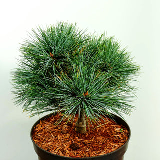 Zwerg-Seiden-Kiefer 'Mary Butler' (Pinus strobus)