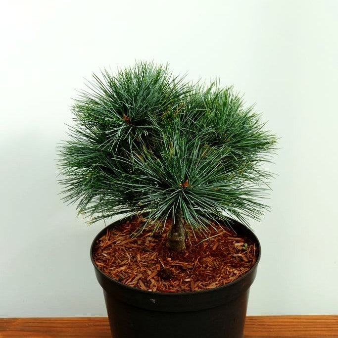 Zwerg-Seiden-Kiefer 'Mary Butler' (Pinus strobus)