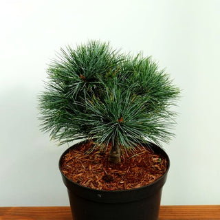Zwerg-Seiden-Kiefer 'Mary Butler' (Pinus strobus)