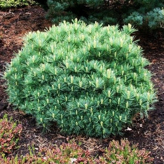 Zwerg-Seiden-Kiefer 'Minima' (Pinus strobus)