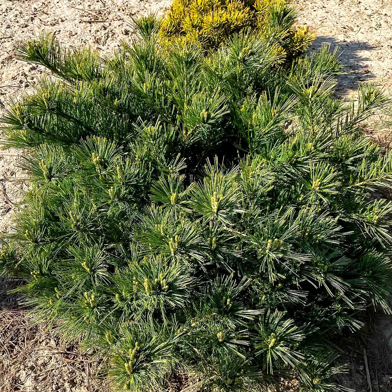 Zwerg-Seiden-Kiefer 'Minima' (Pinus strobus)