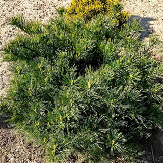 Zwerg-Seiden-Kiefer 'Minima' (Pinus strobus)