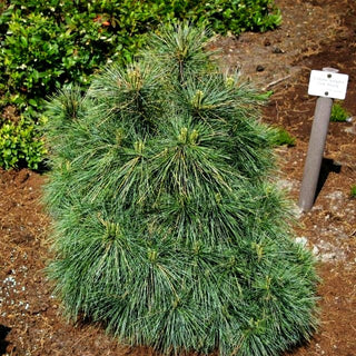 Zwerg-Seiden-Kiefer 'Radiata' (Pinus strobus)