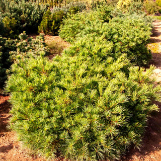 Zwerg-Seiden-Kiefer 'Radiata' (Pinus strobus)