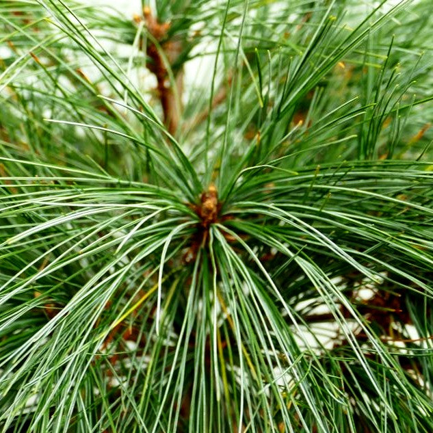 Zwerg-Seiden-Kiefer 'Radiata' (Pinus strobus)