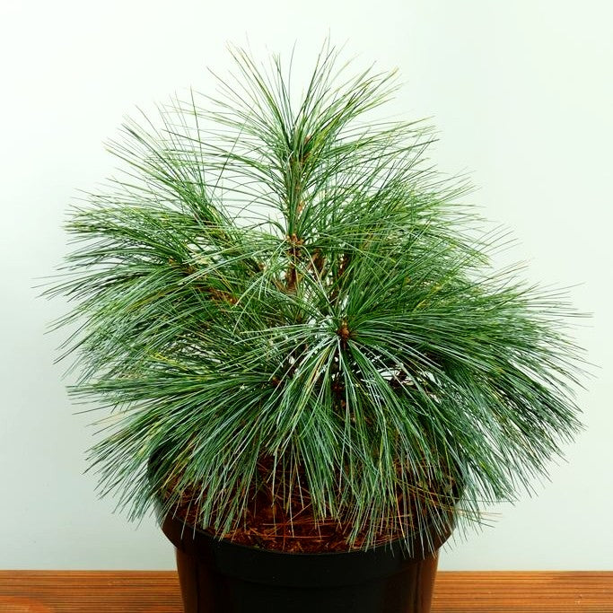 Zwerg-Seiden-Kiefer 'Radiata' (Pinus strobus)