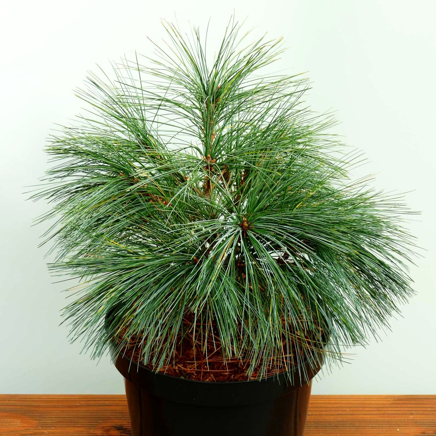 Zwerg-Seiden-Kiefer 'Radiata' (Pinus strobus)