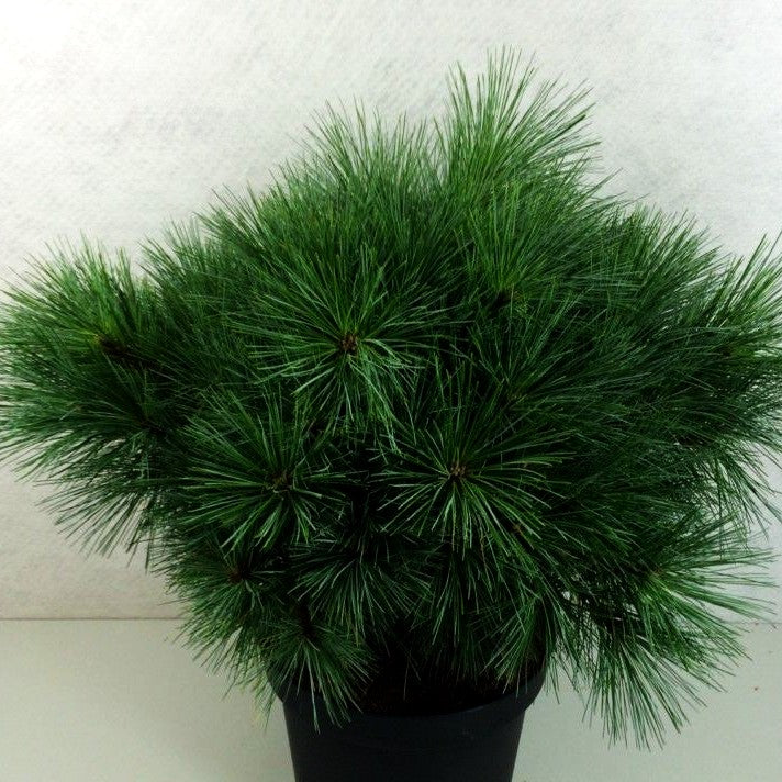 Zwerg-Seiden-Kiefer 'Radiata' (Pinus strobus)