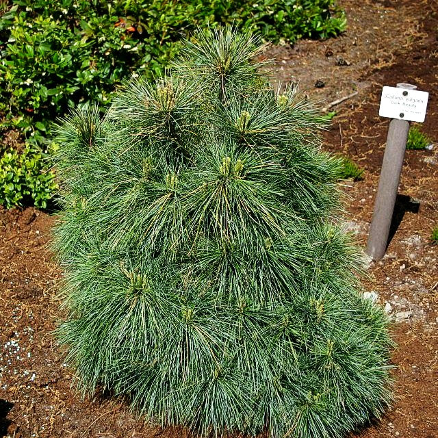 Zwerg-Seiden-Kiefer 'Radiata' (Pinus strobus)