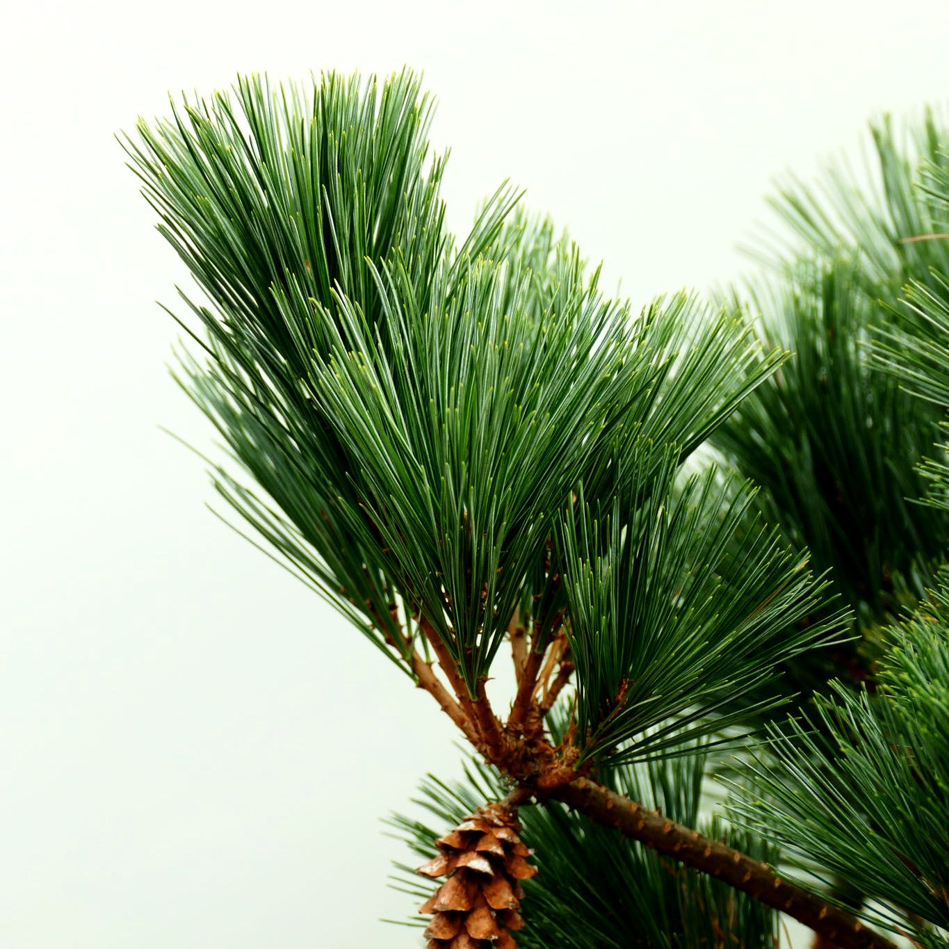 Zwerg-Seiden-Kiefer 'Secrest' (Pinus strobus)