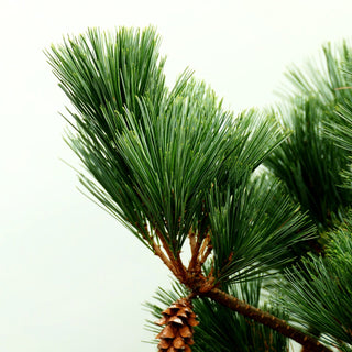 Zwerg-Seiden-Kiefer 'Secrest' (Pinus strobus)