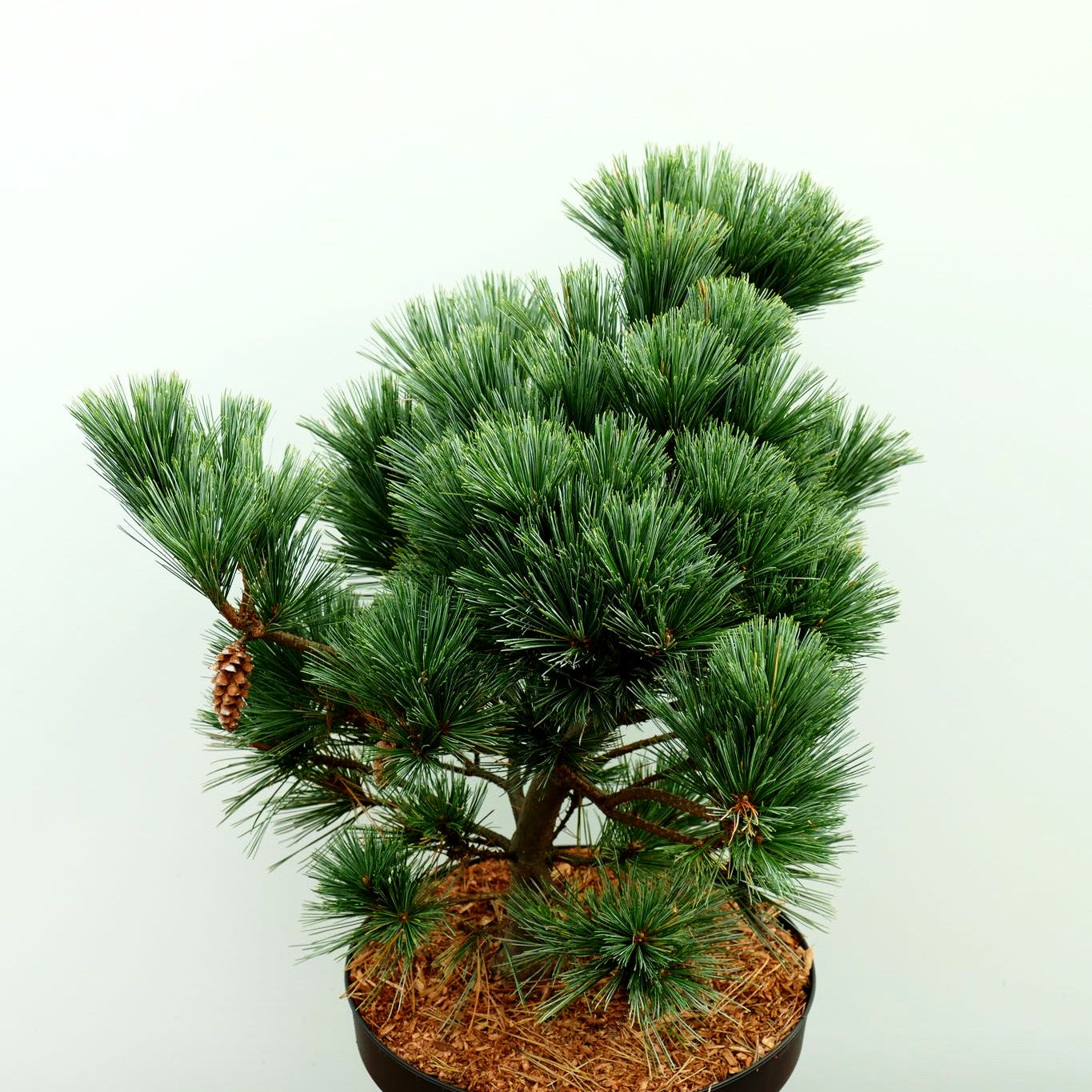 Zwerg-Seiden-Kiefer 'Secrest' (Pinus strobus)