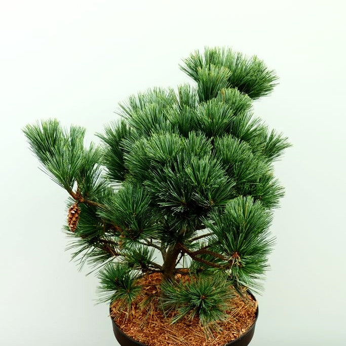 Zwerg-Seiden-Kiefer 'Secrest' (Pinus strobus)