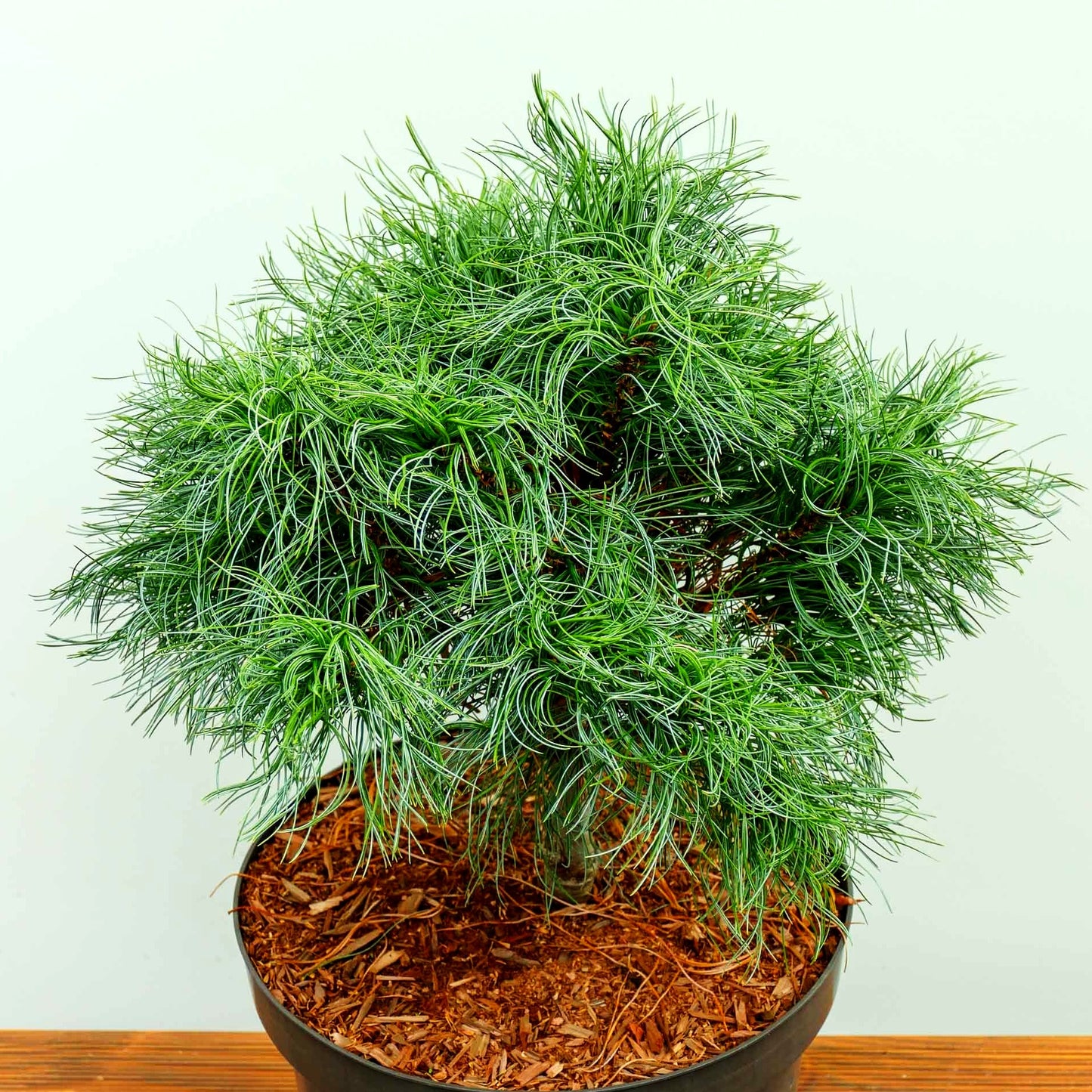 Zwerg-Seiden-Kiefer 'Squiggles' (Pinus strobus)