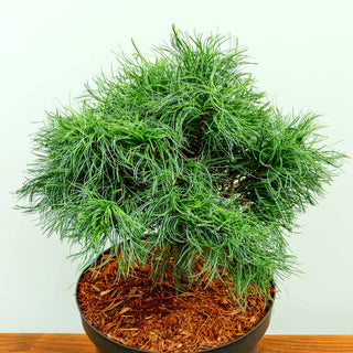 Zwerg-Seiden-Kiefer 'Squiggles' (Pinus strobus)