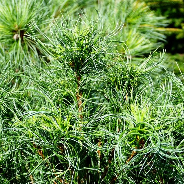 Zwerg-Seiden-Kiefer 'Squiggles' (Pinus strobus)
