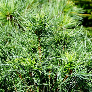 Zwerg-Seiden-Kiefer 'Squiggles' (Pinus strobus)
