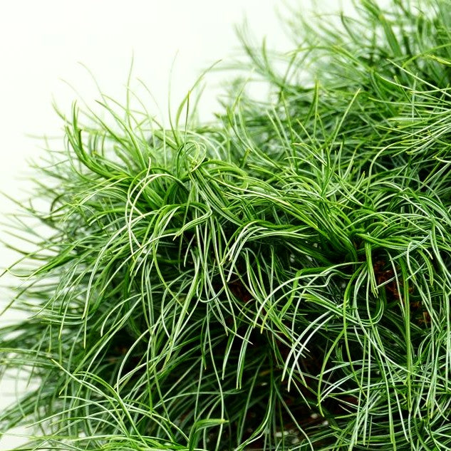 Zwerg-Seiden-Kiefer 'Squiggles' (Pinus strobus)