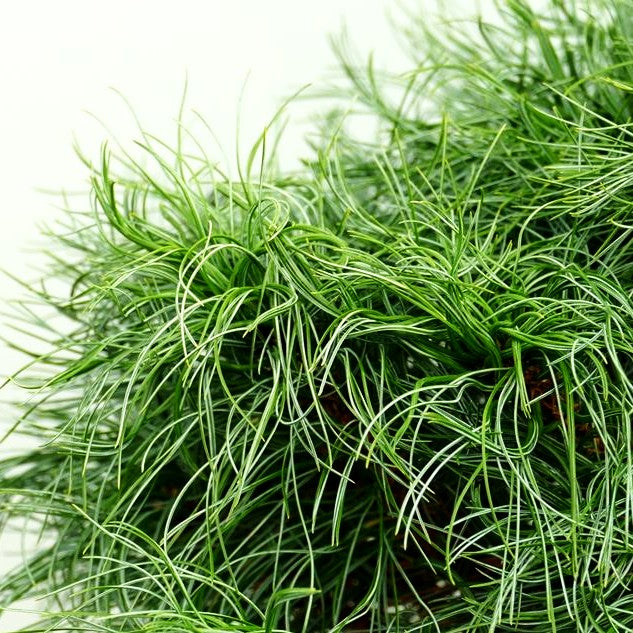 Zwerg-Seiden-Kiefer 'Squiggles' (Pinus strobus)