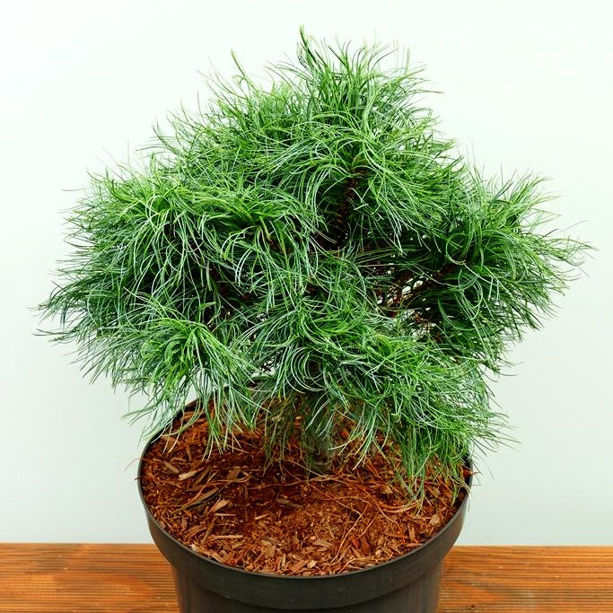 Zwerg-Seiden-Kiefer 'Squiggles' (Pinus strobus)