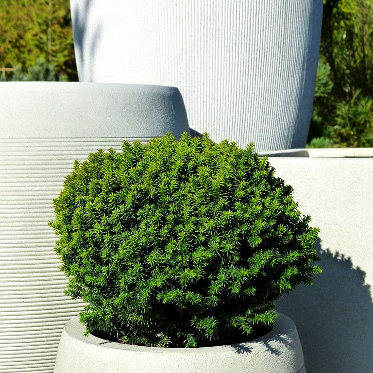 Zwerg-Sicheltanne 'Compressa' (Cryptomeria japonica)