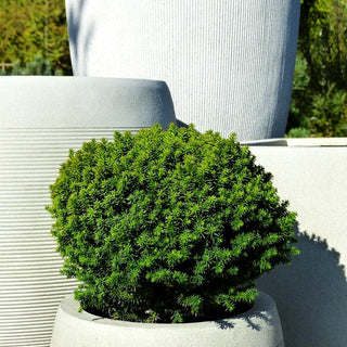 Zwerg-Sicheltanne 'Compressa' (Cryptomeria japonica)