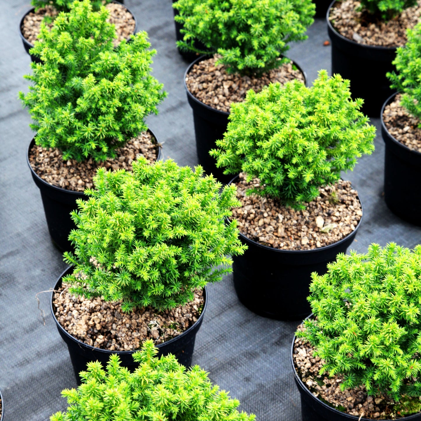Zwerg-Sicheltanne 'Compressa' (Cryptomeria japonica)