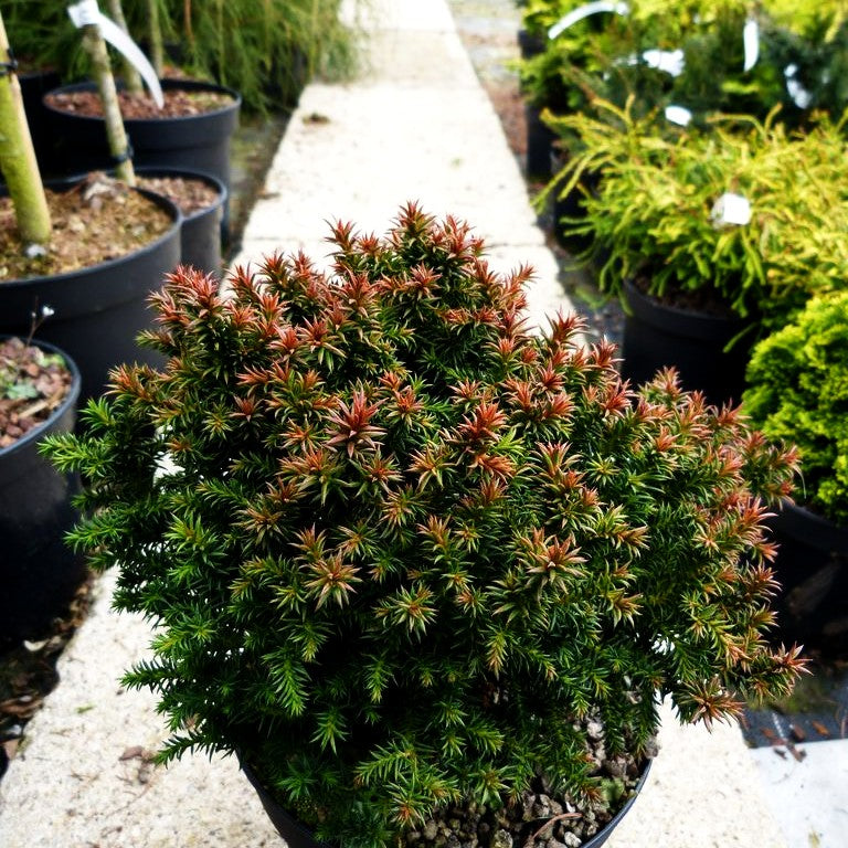 Zwerg-Sicheltanne 'Compressa' (Cryptomeria japonica)