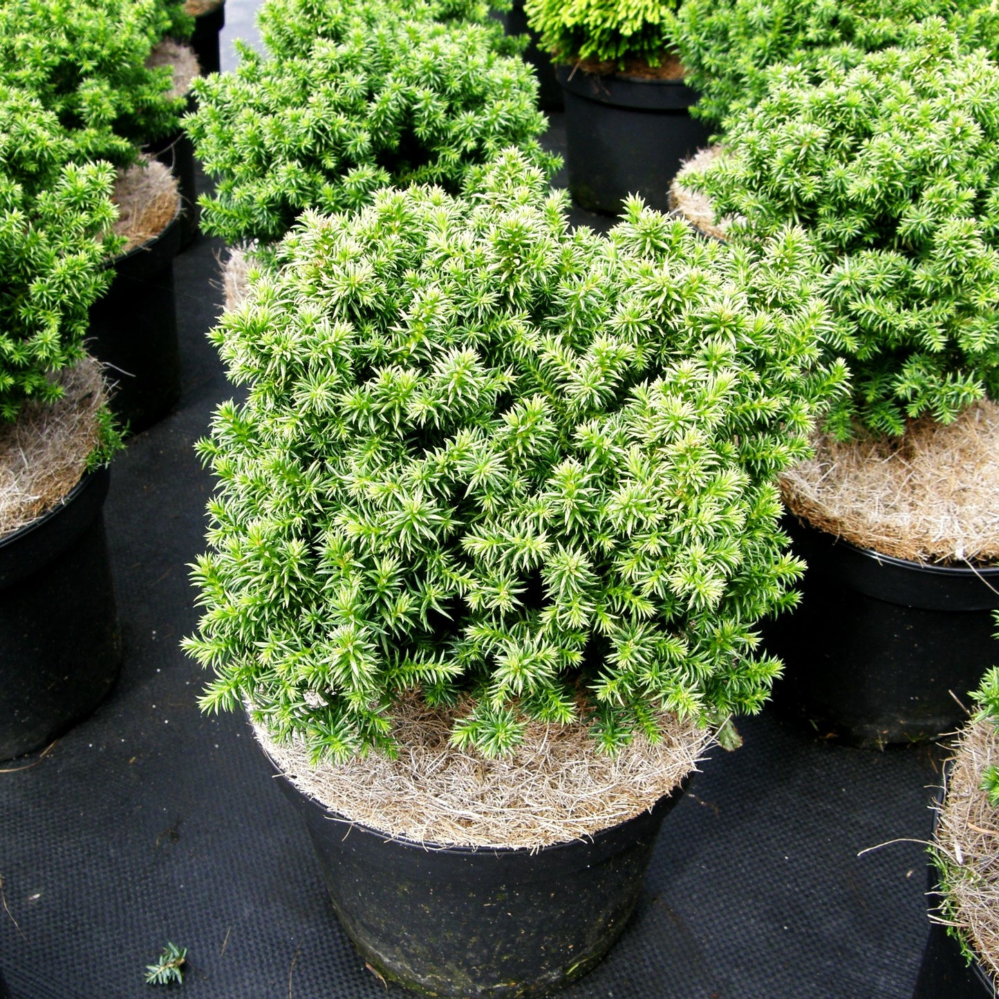 Zwerg-Sicheltanne 'Compressa' (Cryptomeria japonica)