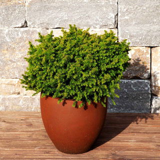 Zwerg-Sicheltanne 'Vilmoriniana' (Cryptomeria japonica)