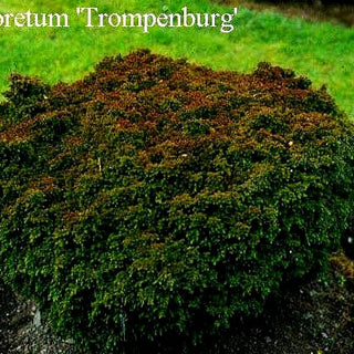 Zwerg-Sicheltanne 'Vilmoriniana' (Cryptomeria japonica)