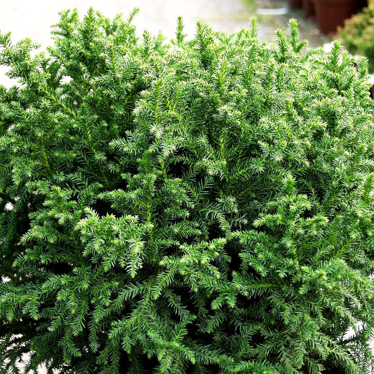 Zwerg-Sicheltanne 'Vilmoriniana' (Cryptomeria japonica)