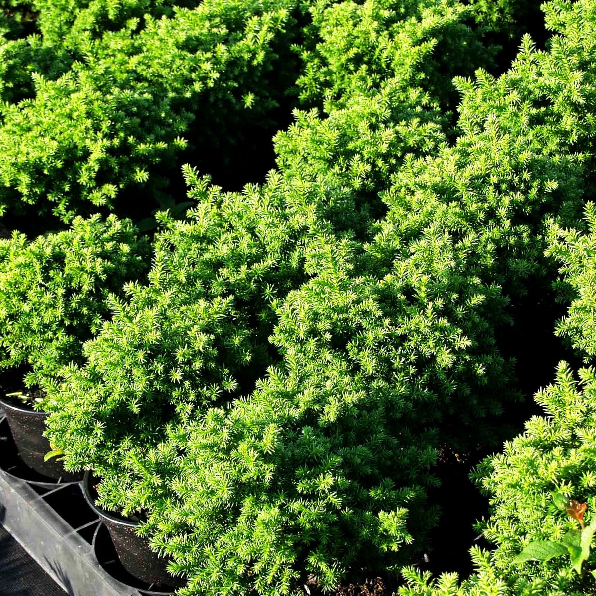 Zwerg-Sicheltanne 'Vilmoriniana' (Cryptomeria japonica)