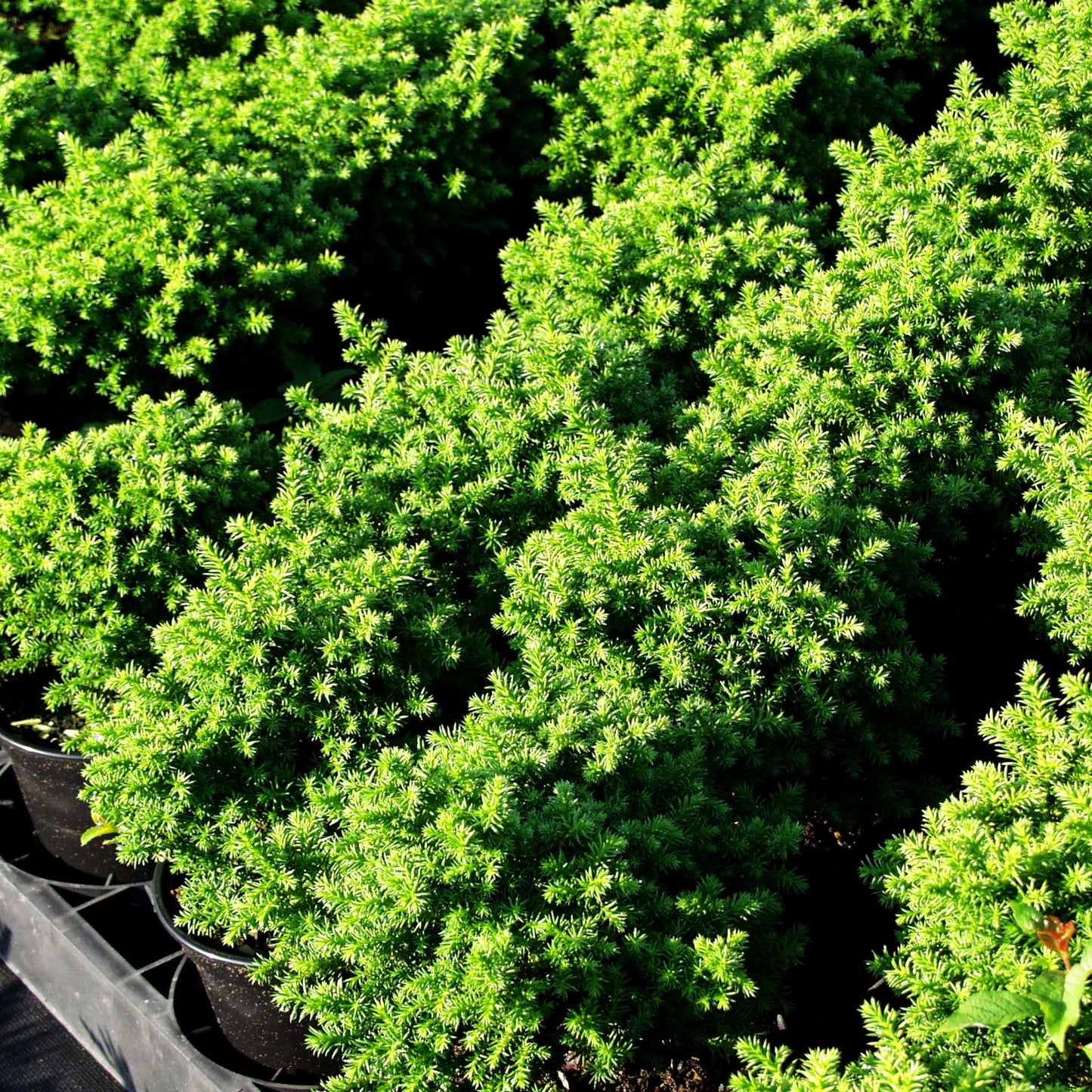 Zwerg-Sicheltanne 'Vilmoriniana' (Cryptomeria japonica)