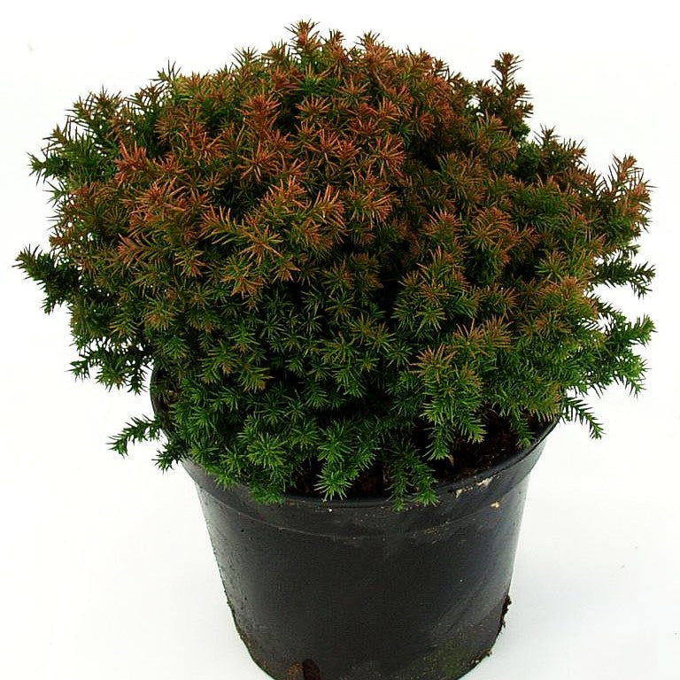 Zwerg-Sicheltanne 'Vilmoriniana' (Cryptomeria japonica)