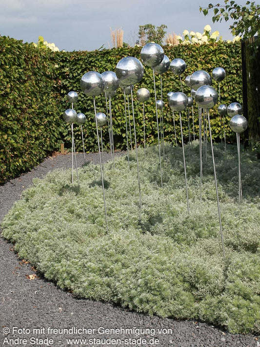 Zwerg-Silber-Raute 'Nana' (Artemisia schmidtiana)