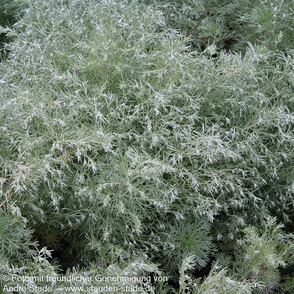 Zwerg-Silber-Raute 'Nana' (Artemisia schmidtiana)