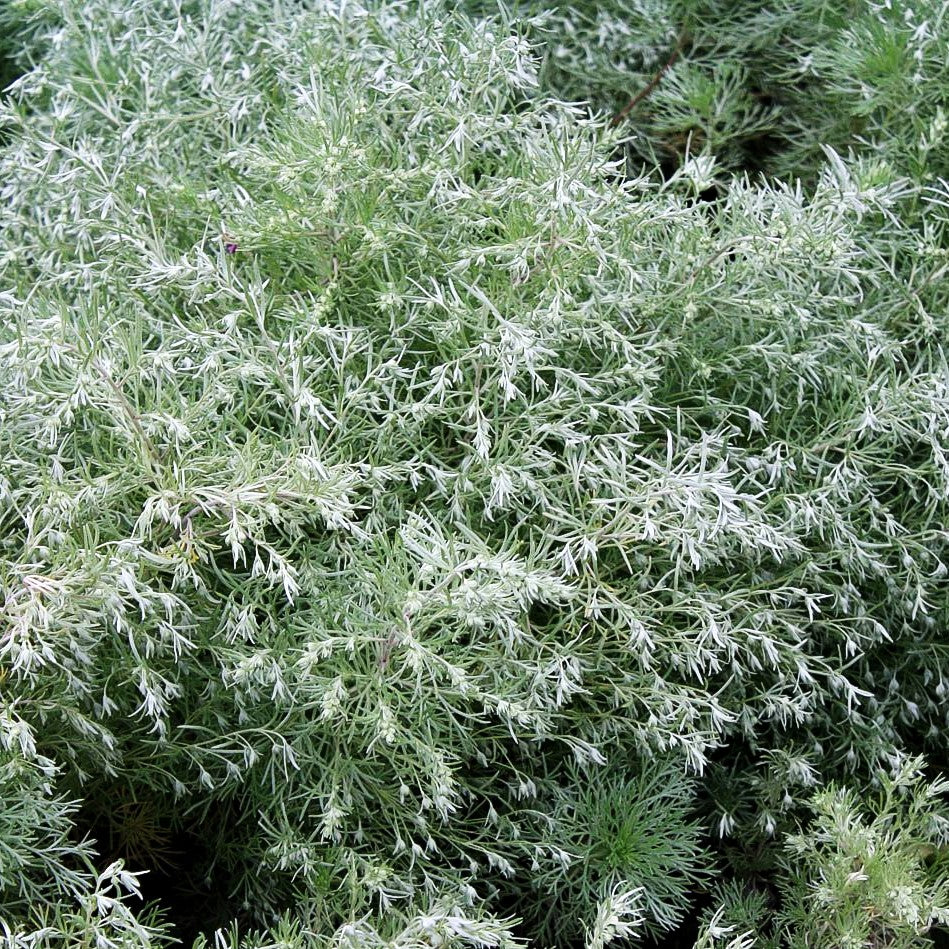 Zwerg-Silber-Raute 'Nana' (Artemisia schmidtiana)