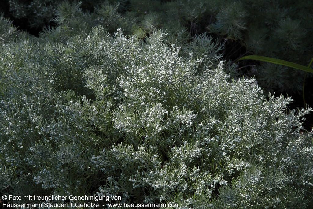 Zwerg-Silber-Raute 'Nana' (Artemisia schmidtiana)