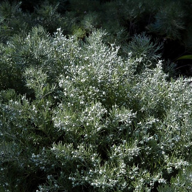 Zwerg-Silber-Raute 'Nana' (Artemisia schmidtiana)