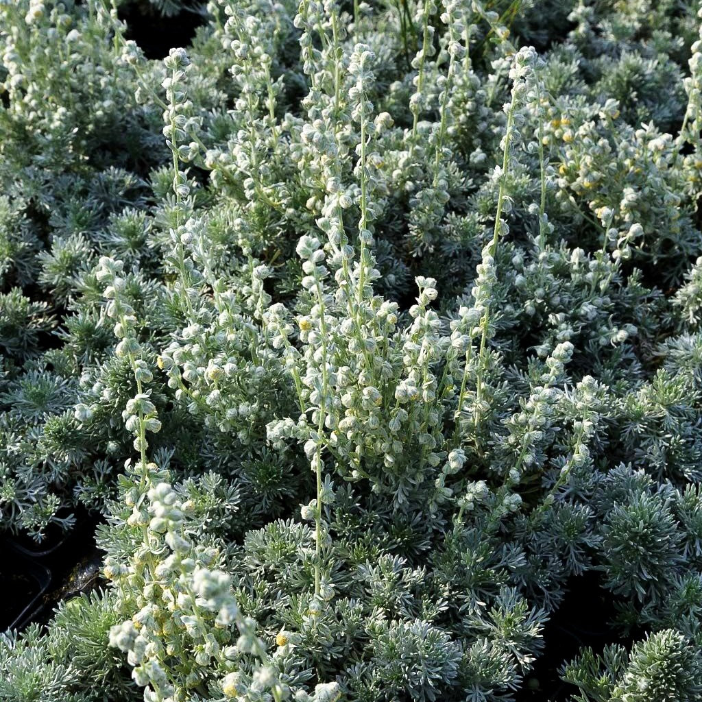 Zwerg-Silber-Raute 'Nana' (Artemisia schmidtiana)