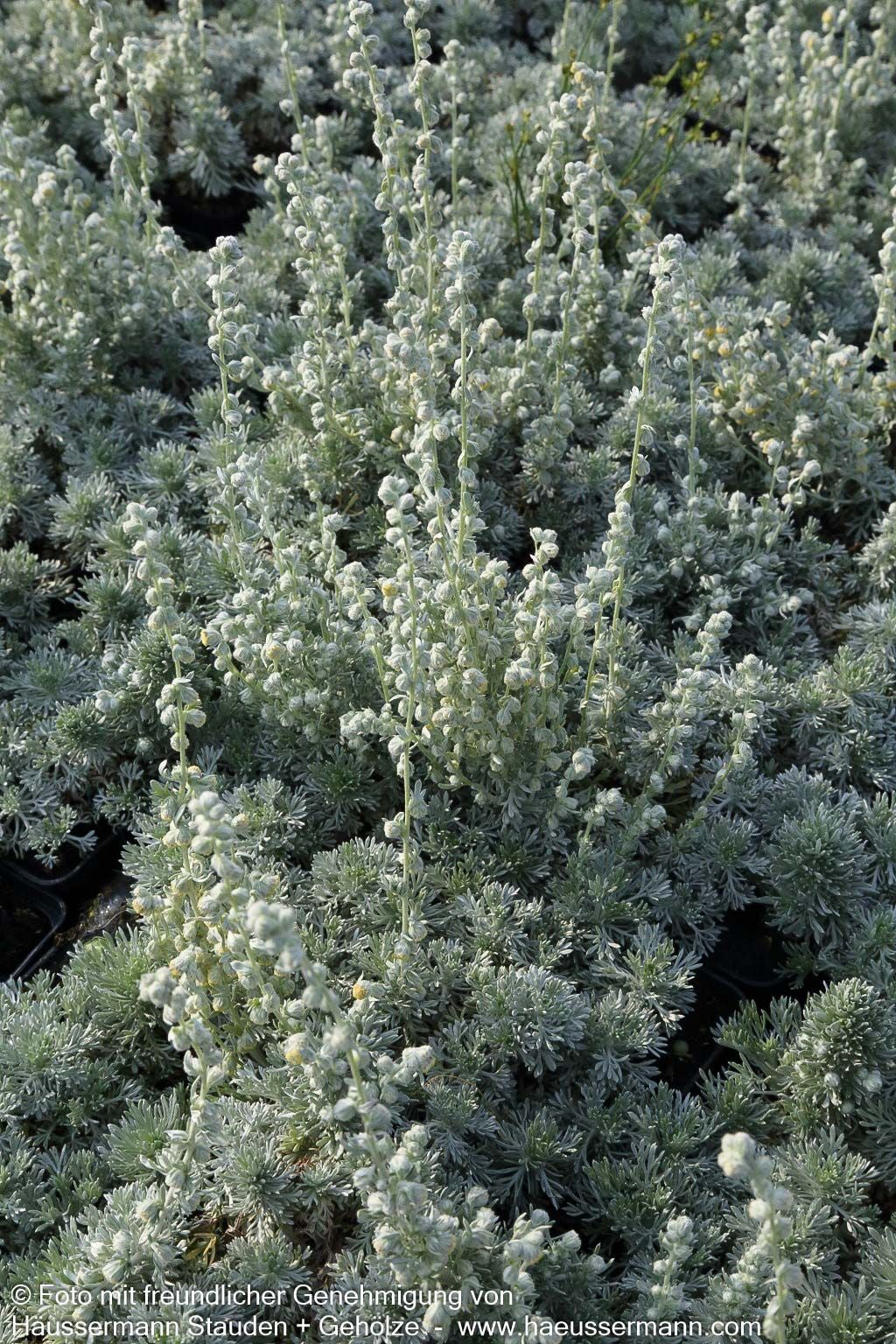 Zwerg-Silber-Raute 'Nana' (Artemisia schmidtiana)