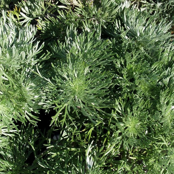 Zwerg-Silber-Raute 'Nana' (Artemisia schmidtiana)