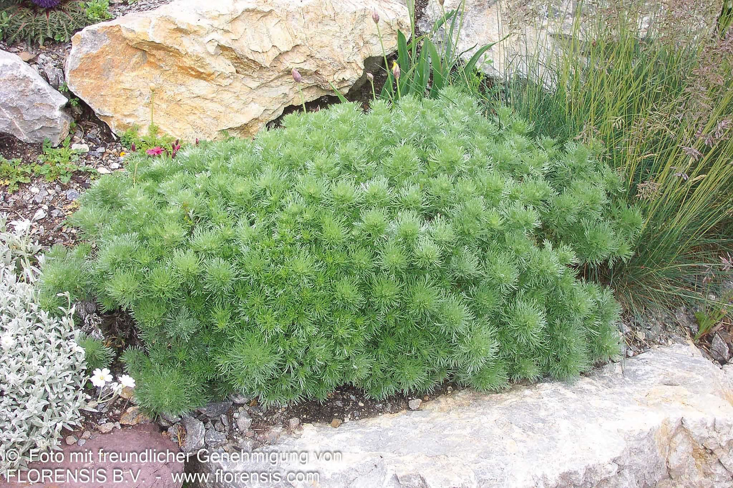 Zwerg-Silber-Raute 'Nana' (Artemisia schmidtiana)